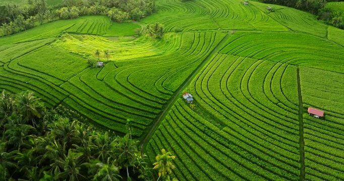 Rice Terrace in Bali, Indonesia. Top view