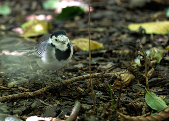 Pied Wagtail (Motacilla alba) - Europe, Asia, Africa & parts of North America.