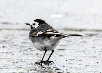 Pied Wagtail (Motacilla alba) - Europe, Asia, Africa & parts of North America.