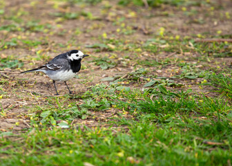 Pied Wagtail (Motacilla alba) - Europe, Asia, Africa & parts of North America.