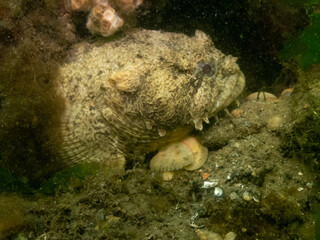 Oyster Toadfish