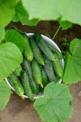 cucumbers harvest on the plot, cucumbers in a bowl. Selective focus
