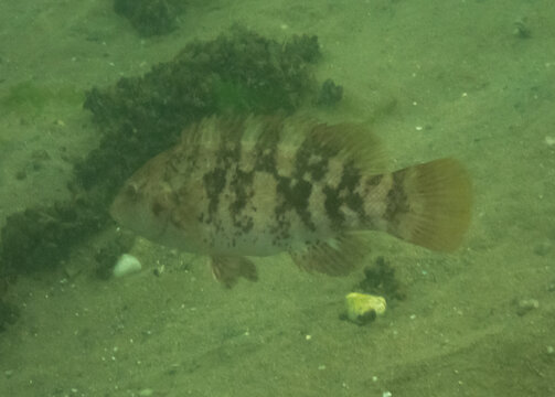 Tautog