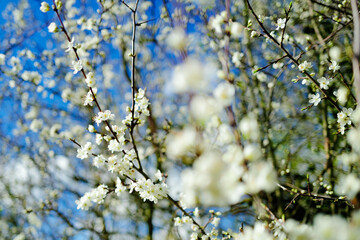 Early springtime fruit plum white blossom seen in an English nature reserve. Seen against a crisp, spring blue sky.