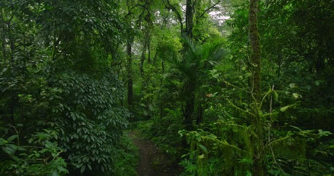 Lush green jungle with abundant trees, plants, and groundcover