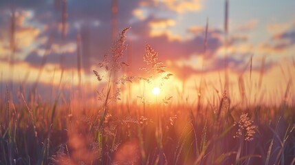 Beautiful sunset over a peaceful grassy field, ideal for nature or relaxation concepts