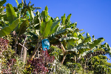 Plantain and coffee plantations in the Caldas region of Colombia. Plantain used to provide shade for coffee cultivation.