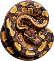 Obraz premium Coiled python with intricate scales, cut out transparent