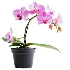 Naklejka na ściany i meble A single pink and white orchid is in a black pot,isolated on white background or transparent background. png cut out or die-cut