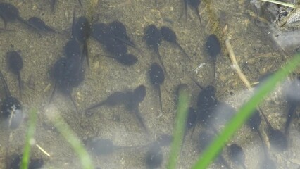 Tadpole, pollywog is larval stage in life cycle of an amphibian, frog. Tadpoles move chaotically underwater in forest swamp. Macro underwater wildlife