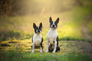 two cute Boston terriers dog breed portrait - obrazy, fototapety, plakaty