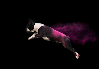 Fly Boston terrier dog at the black background with holi colors