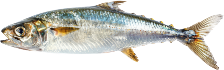 Sardine fish profile, cut out transparent