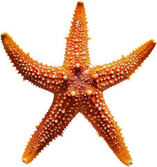 Vibrant starfish with arms outstretched, cut out transparent - obrazy, fototapety, plakaty
