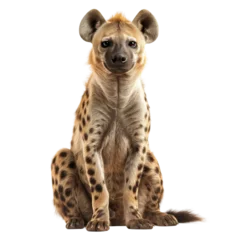 Fotobehang A spotted hyena is sitting isolated on white or transparent background, png clipart, design element. Easy to place on any other background. © Sunny_nsk