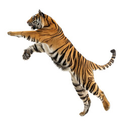Obraz premium A tiger is leaping into the air isolated on white or transparent background, png clipart, design element. Easy to place on any other background.