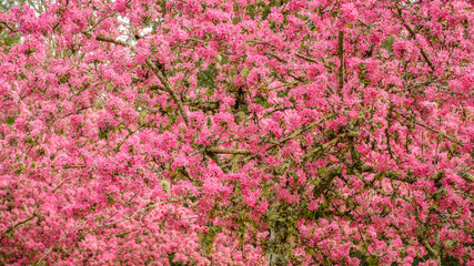 Close up of pink cherry blossom tree in full bloom in a park in the Dordogne region of France