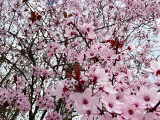almond tree in bloom with its pink petals and the blue sky in the background