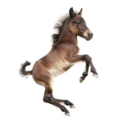 Cute jumping foal isolated on white or transparent background, png clipart, design element. Easy to place on any other background.