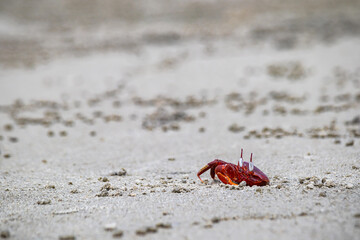 Red ghost crab or ocypode macrocera peeping out of its sandy burrow during daytime. It is a scavenger who digs hole inside sandy beach and tidal zones. It has white eye and bright red body.