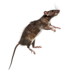Cute wild rat, dynamic pose, isolated on white or transparent background, png clipart, design element.