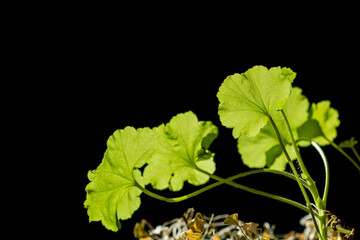 Beautiful geranium leaves silhouetted against dramatic backlit black background