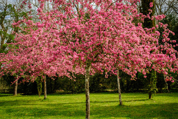Pink cherry blossom trees in full bloom in a park in the Dordogne region of France