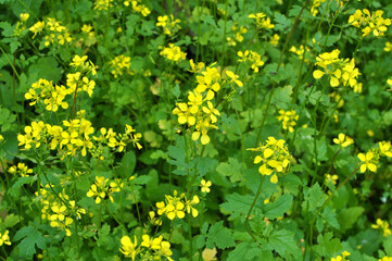 Mustard (Sinapis) grows in a farm field