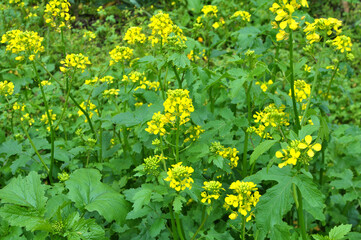 Mustard (Sinapis) grows in a farm field