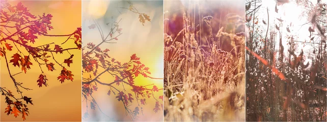 Rolgordijnen Autumn collage © Galyna Andrushko