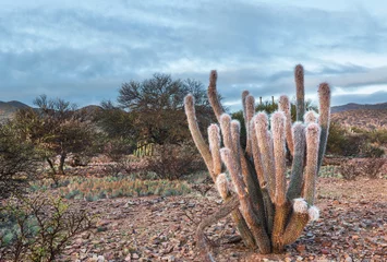 Rolgordijnen Cactus © Galyna Andrushko