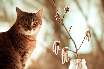 Foto op Plexiglas Cat and flower © Galyna Andrushko