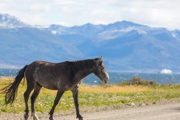 Fototapeten Horse in Patagonia © Galyna Andrushko