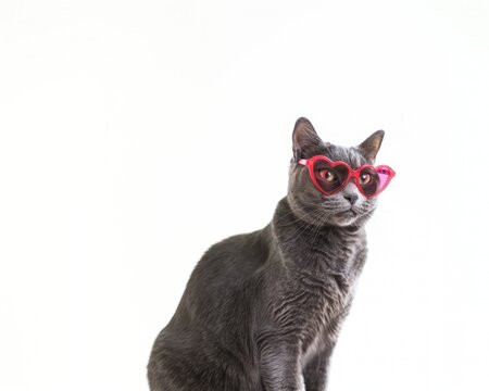 A gray cat with red heart-shaped sunglasses