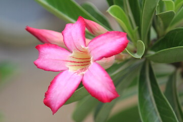 close up of pink flower