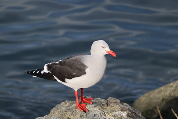 Dolphin gull (Leucophaeus scoresbii) at 