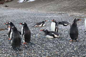 Obraz premium Colony of gentoo penguins (Pygoscelis papua) at Hammer Island in Beagle Channel.