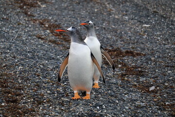 Couple of gentoo penguins (Pygoscelis papua) at Hammer Island in Beagle Channel.