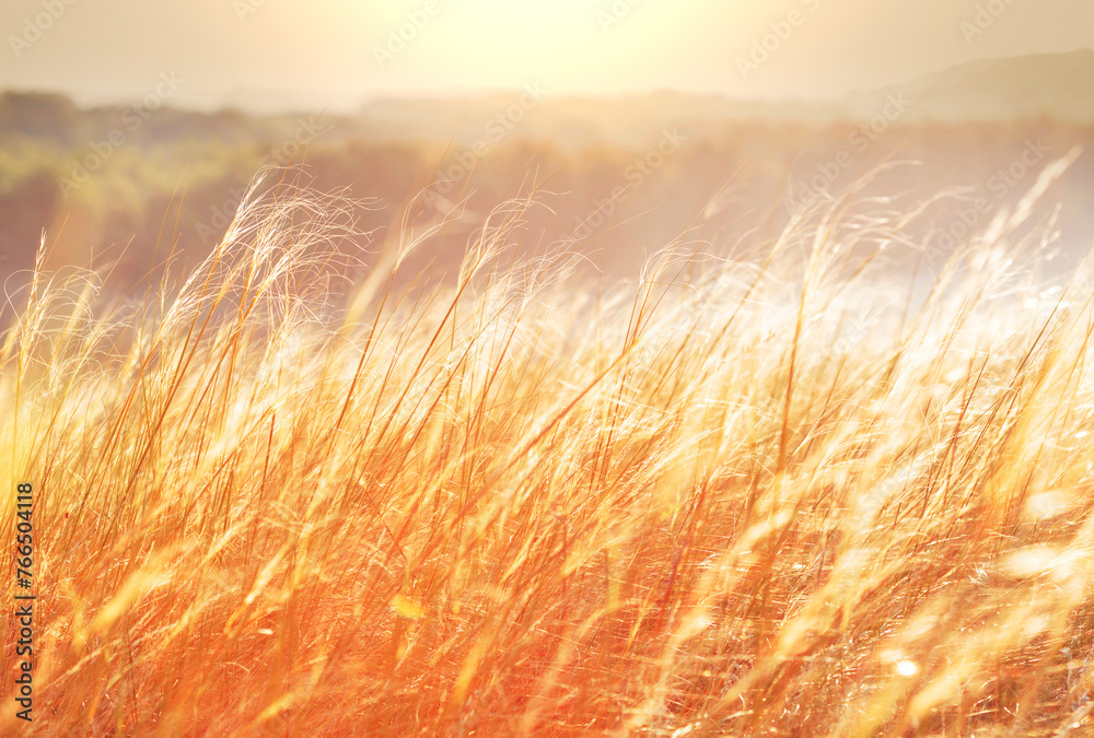 Canvas Prints Sunny meadow