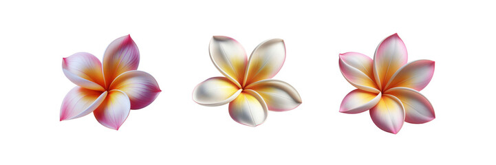 Set of white frangipani flower, illustration, isolated over on transparent white background