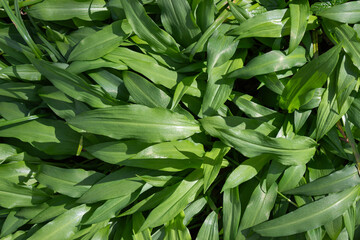 Wild garlic, also known as "bear garlic," embodies the rustic beauty and harmony of wild nature. It's a spring forest with a carpet of slender, elongated green leaves illuminated by the sun.