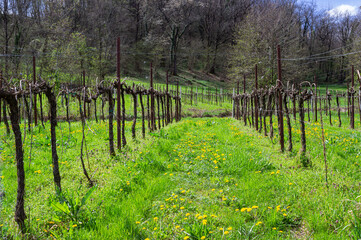 Spring agricultural landscape. Organic vineyard in the locality of Pieve di Soligo, Italy.