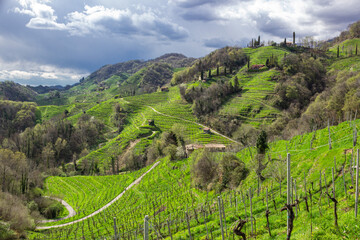 Hilly spring landscape. Organic vineyard in the locality of Collagù, Italy. Prosecco Hills, UNESCO heritage.