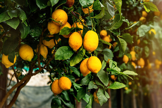 Lemon tree with ripe lemon fruits