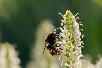 flower and bees