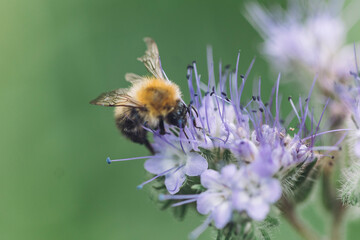 flower and bees