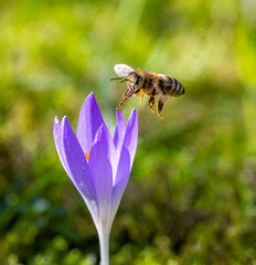 Bee flying to a purple crocus flower blossom