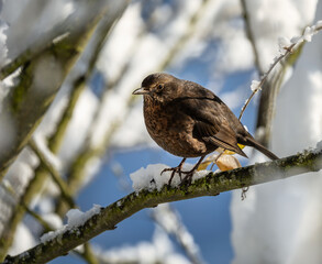 Female blackbird sitting on a snow covered tree