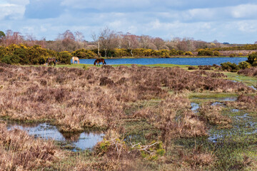 Horses grazing by a river n the new forest