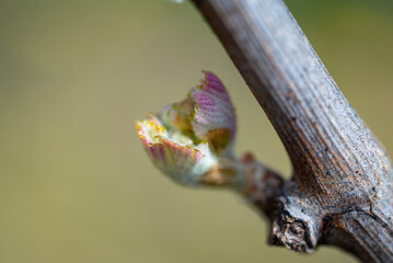 New green and red wine leaves hidden under grapevine